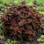 Coleus Kong Red Seeds - Solenostemon Scutellarioides