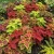 Coleus Rainbow Mix Seeds - Solenostemon Scutellarioides