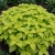 Coleus Versa Lime Seeds - Solenostemon Scutellarioides