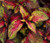 Coleus Versa Rose to Lime Seeds - Solenostemon Scutellarioides