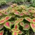 Coleus Versa Watermelon Seeds - Solenostemon Scutellarioides