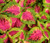 Coleus Versa Watermelon Seeds - Solenostemon Scutellarioides