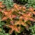 Coleus Wizard Coral Sunrise Seeds - Solenostemon Scutellarioides