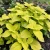Coleus Wizard Golden Seeds - Solenostemon Scutellarioides