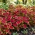 Coleus Wizard Scarlet Seeds - Solenostemon Scutellarioides