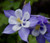 Columbine Blue Star Seeds - Aquilegia Caerulea