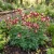 Columbine Crimson Star Seeds - Aquilegia Caerulea