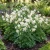 Columbine Crystal Star Seeds - Aquilegia Caerulea