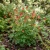 Columbine Eastern Red Seeds - Aquilegia Canadensis