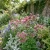 Columbine Nora Barlow Pink Seeds - Aquilegia Vulgaris 2