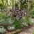 Columbine William Guinness Seeds - Aquilegia Vulgaris 2