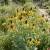 Coneflower Clasping Seeds - Rudbeckia Amplexicaulis 2