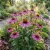 Coneflower Purple Non GMO Seeds - Echinacea Purpurea