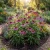 Coneflower Purple Non GMO Seeds - Echinacea Purpurea 2