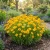Coreopsis Early Sunrise Seeds - Coreopsis Grandiflora