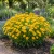 Coreopsis Lanceleaf Dwarf Seeds - Coreopsis Lanceolata