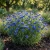 Cornflower Bachelor's Button Blue Dwarf Seeds - Centaurea Cyanus