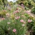 Cornflower Bachelor's Button Pink Tall Seeds - Centaurea Cyanus