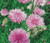 Cornflower Bachelor's Button Pink Tall Seeds - Centaurea Cyanus