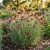 Cornflower Bachelor's Button Red Tall Seeds - Centaurea Cyanus