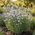 Cornflower Bachelor's Button Polka Dot Mix Tall Seeds - Centaurea Cyanus