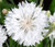 Cornflower Bachelor's Button White Dwarf Seeds - Centaurea Cyanus