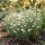 Cornflower Bachelor's Button White Tall Seeds - Centaurea Cyanus