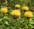 Cornflower Perennial Yellow Globe Seeds - Centaurea Macrocephala