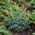 Corydalis Ferny Seeds - Corydalis Cheilanthifolia
