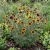 Cosmidium Brunette Seeds - Cosmidium Burridgeanum