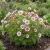 Cosmos Candy Stripe Seeds - Cosmos Bipinnatus