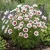 Cosmos Daydream Seeds - Cosmos Bipinnatus