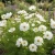 Cosmos Psyche White Seeds - Cosmos Bipinnatus