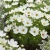 Cosmos Sonata White Dwarf Seeds - Cosmos Bipinnatus
