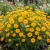 Cosmos Sulphur Ladybird Gold Dwarf Seeds - Cosmos Sulphureus