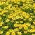 Cosmos Sulphur Ladybird Yellow Dwarf Seeds - Cosmos Sulphureus