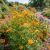 Cosmos Sulphur Orange Tall Seeds - Cosmos Sulphureus
