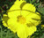 Cosmos Sulphur Yellow Seeds - Cosmos Sulphureus