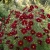 Cosmos Tetra Versailles Red Seeds - Cosmos Bipinnatus