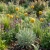 Craspedia Billy Buttons Seeds - Craspedia Globosa