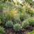 Craspedia Billy Buttons Seeds - Craspedia Globosa 2