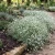 Creeping Baby's Breath Seeds - Gypsophila Repens Alba