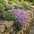 Creeping Thyme Seeds - Thymus Serpyllum 2