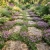 Creeping Thyme Seeds - Thymus Serpyllum 4