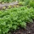 Cress Curled Peppergrass Non GMO Seeds - Lepidium Sativum