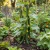 Cucumber Beit Alpha Seeds - Cucumis Sativus