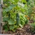 Cucumber National Pickling Seeds - Cucumis Sativus