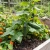 Cucumber Spacemaster Seeds - Cucumis Sativus