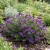 Cup Flower Purple Robe Seeds - Nierembergia Hippomanica