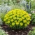 Cushion Spurge Seeds - Euphorbia Polychroma